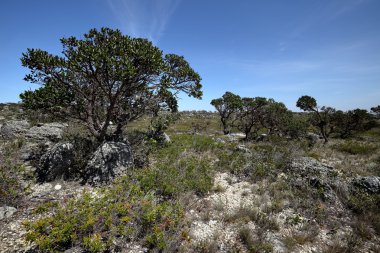 Kuzeydoğu Brezilya caatinga manzara