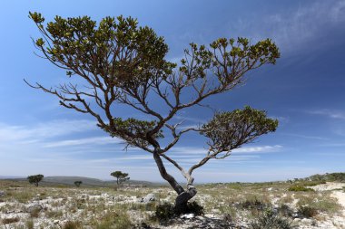 Kuzeydoğu Brezilya caatinga manzara