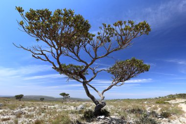 Kuzeydoğu Brezilya caatinga manzara