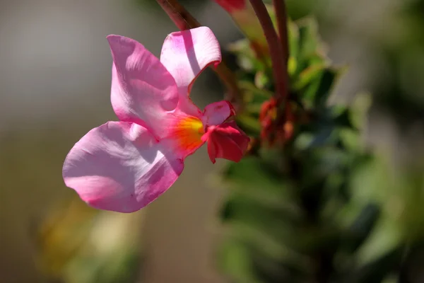 Flor rosa na Caatinga no Brasil — Fotografia de Stock