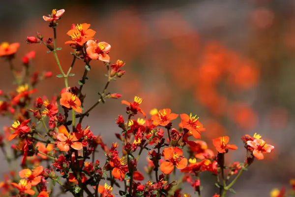 Μικρά πορτοκαλί λουλούδι που ανθίζουν το Caatinga στη Βραζιλία — Φωτογραφία Αρχείου