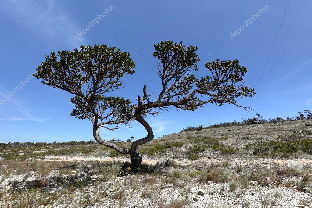 Risultati immagini per NORDESTE DEL BRASILE IMMAGINI ?