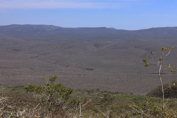 Het caatinga landschap in Noordoost Brazilië — Stockfoto