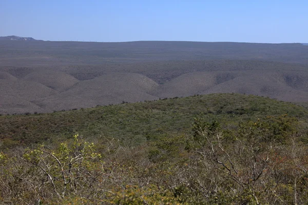 Die caatinga-Landschaft im Nordosten Brasiliens — Stockfoto