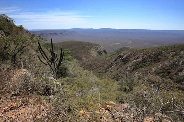 Die caatinga-Landschaft im Nordosten Brasiliens — Stockfoto