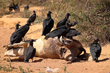 Black Vulture at Aas seizure clipart