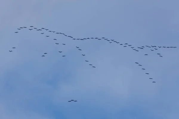 Formación Grúas Migratorias — Foto de Stock