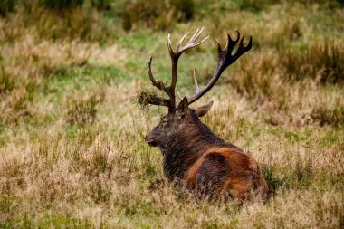 Ormanda geyik çiftleşme mevsiminde