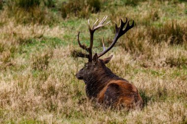 Ormanda geyik çiftleşme mevsiminde
