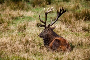 Ormanda geyik çiftleşme mevsiminde