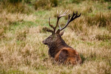 Ormanda geyik çiftleşme mevsiminde