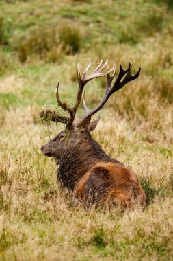 Ormanda geyik çiftleşme mevsiminde