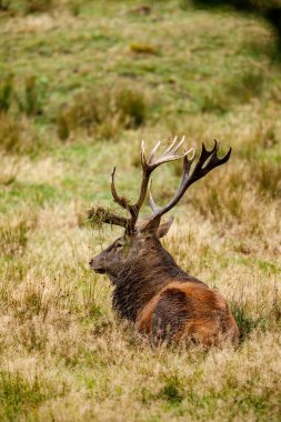 Ormanda geyik çiftleşme mevsiminde