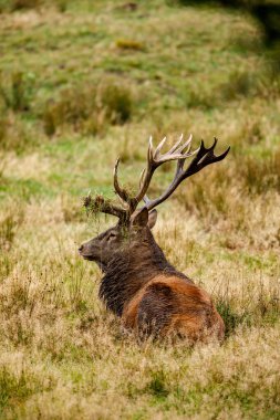 Ormanda geyik çiftleşme mevsiminde
