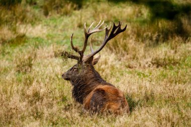 Ormanda geyik çiftleşme mevsiminde