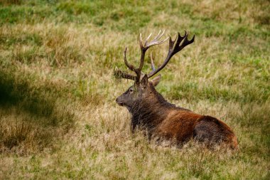 Ormanda geyik çiftleşme mevsiminde