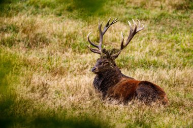 Ormanda geyik çiftleşme mevsiminde