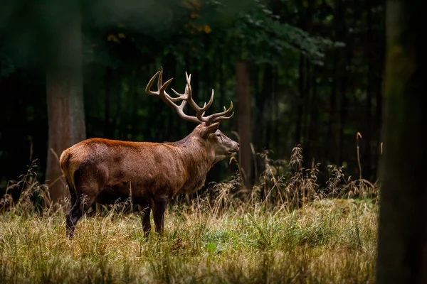 Deer Rutting Season Forest — Stock Photo, Image