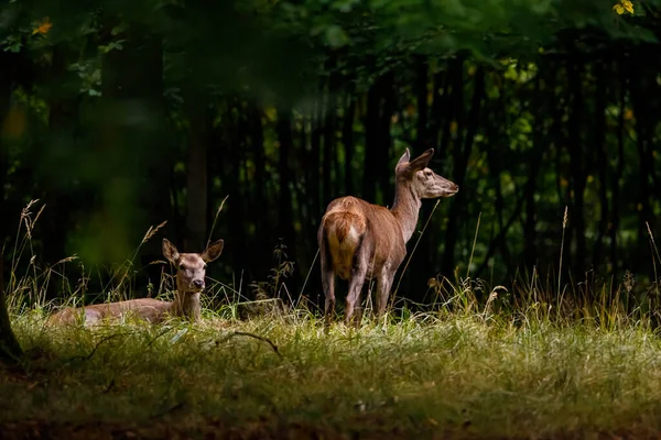 Vrouwelijke Herten Het Bos — Stockfoto