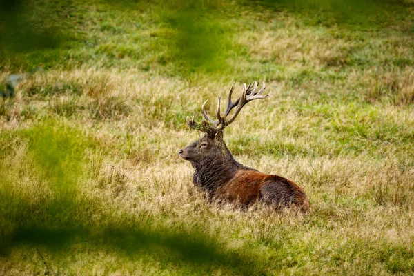 Herten Tijdens Het Bronstseizoen Het Bos — Stockfoto