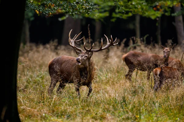 Cervi Durante Stagione Della Malga Nella Foresta — Foto Stock