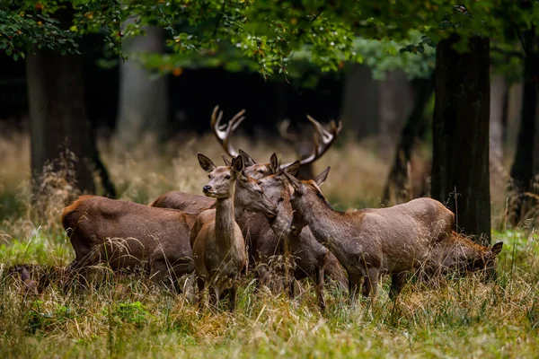 Veado Época Rutting Floresta — Fotografia de Stock