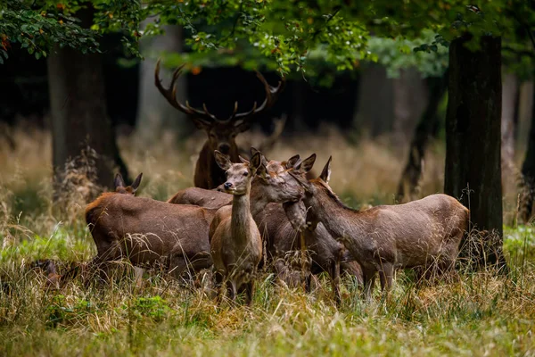 Veado Época Rutting Floresta — Fotografia de Stock