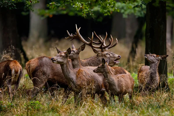 Deer Rutting Season Forest — Stock Photo, Image