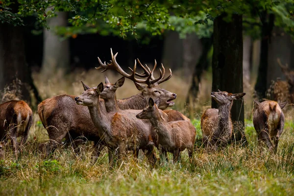 Deer Rutting Season Forest — Stock Photo, Image