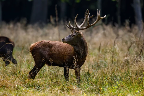 Veado Época Rutting Floresta — Fotografia de Stock