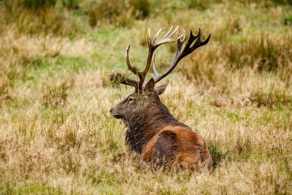 Deer Rutting Season Forest Stock Picture