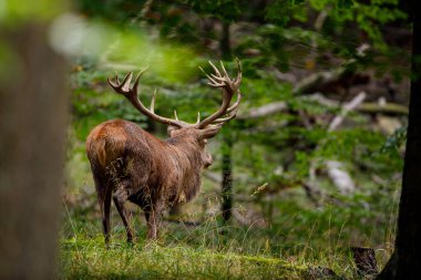Ormanda geyik çiftleşme mevsiminde