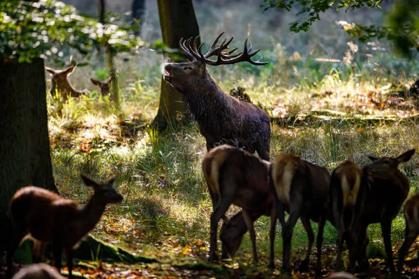 Herten Tijdens Het Bronstseizoen Het Bos — Stockfoto