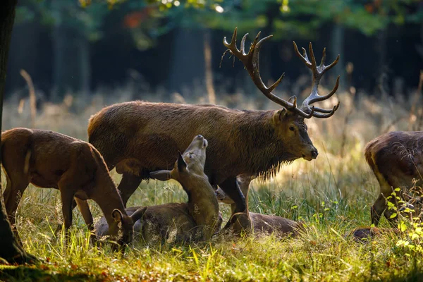 Rehe Zur Brunftzeit Wald — Stockfoto