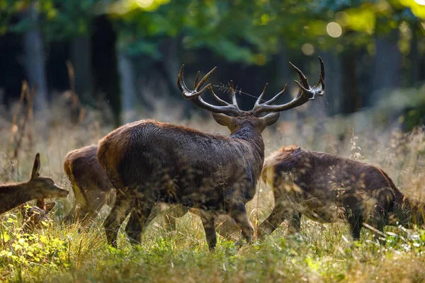 Veado Época Rutting Floresta — Fotografia de Stock