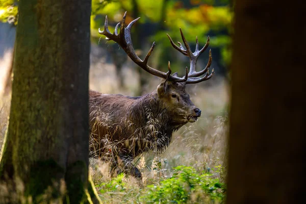 Deer Rutting Season Forest — Stock Photo, Image