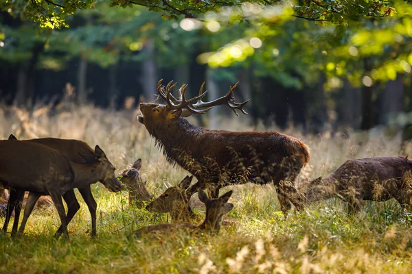 Cervi Durante Stagione Della Malga Nella Foresta — Foto Stock