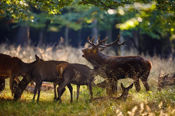 Veado Época Rutting Floresta — Fotografia de Stock