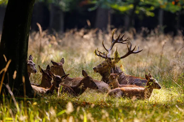 Veado Época Rutting Floresta — Fotografia de Stock