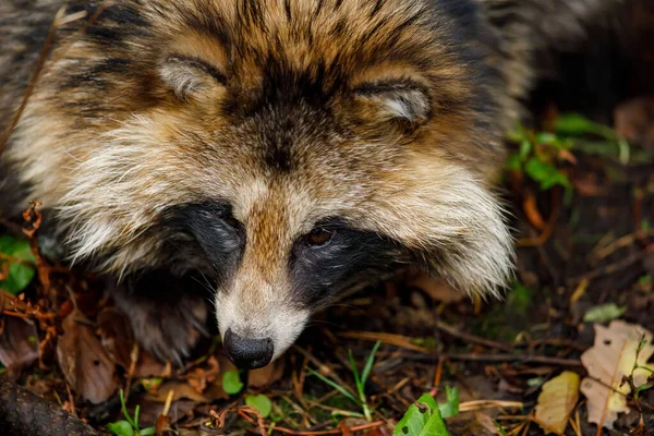 Raccoon Dog Forest — Stock Photo, Image