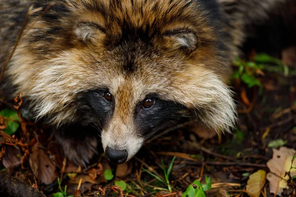 Seekor Anjing Rakun Hutan — Stok Foto