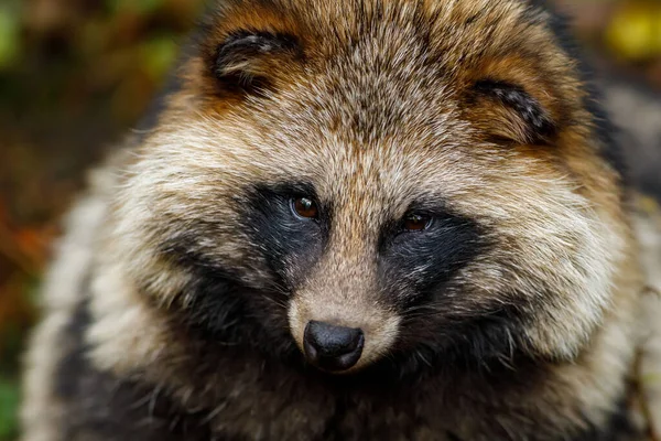 Seekor Anjing Rakun Hutan — Stok Foto