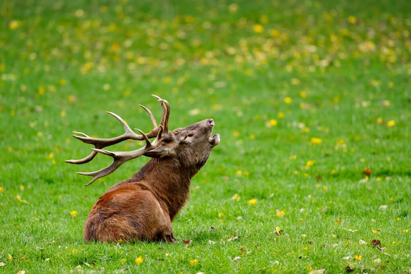 Cerfs Rut Dans Forêt — Photo