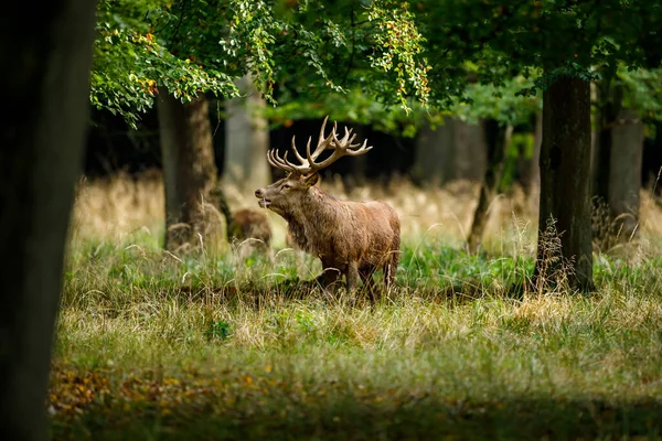 Herten Tijdens Het Bronstseizoen Het Bos — Stockfoto