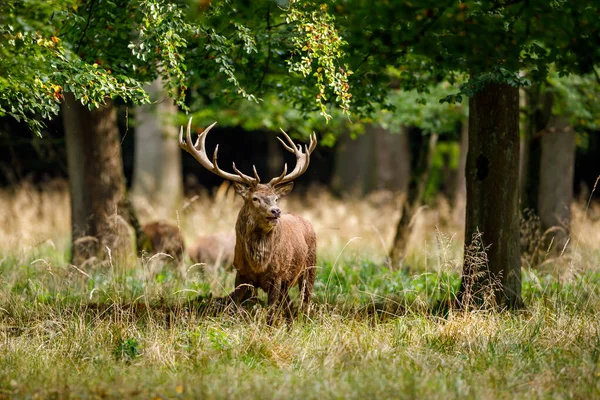 Herten Tijdens Het Bronstseizoen Het Bos — Stockfoto