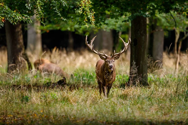 Herten Tijdens Het Bronstseizoen Het Bos — Stockfoto