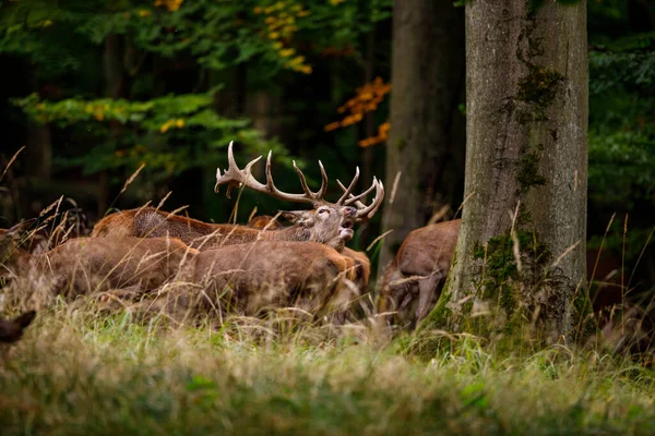 Herten Tijdens Het Bronstseizoen Het Bos — Stockfoto