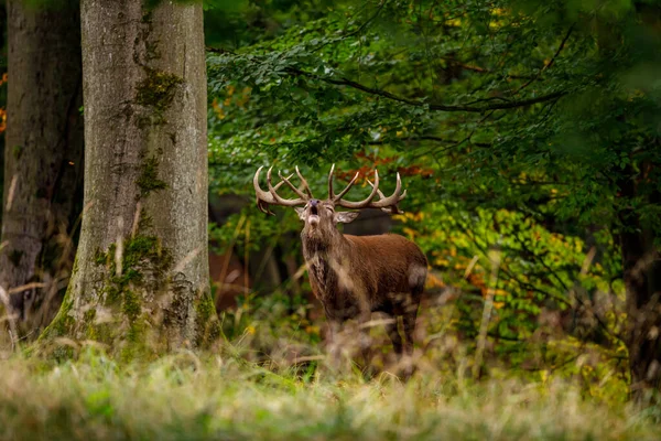 Herten Tijdens Het Bronstseizoen Het Bos — Stockfoto