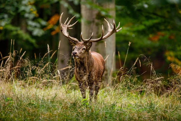 Deer Rutting Season Forest — Stock Photo, Image