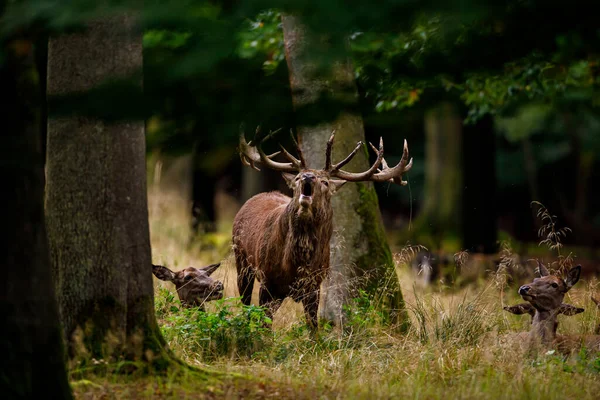 Herten Tijdens Het Bronstseizoen Het Bos — Stockfoto